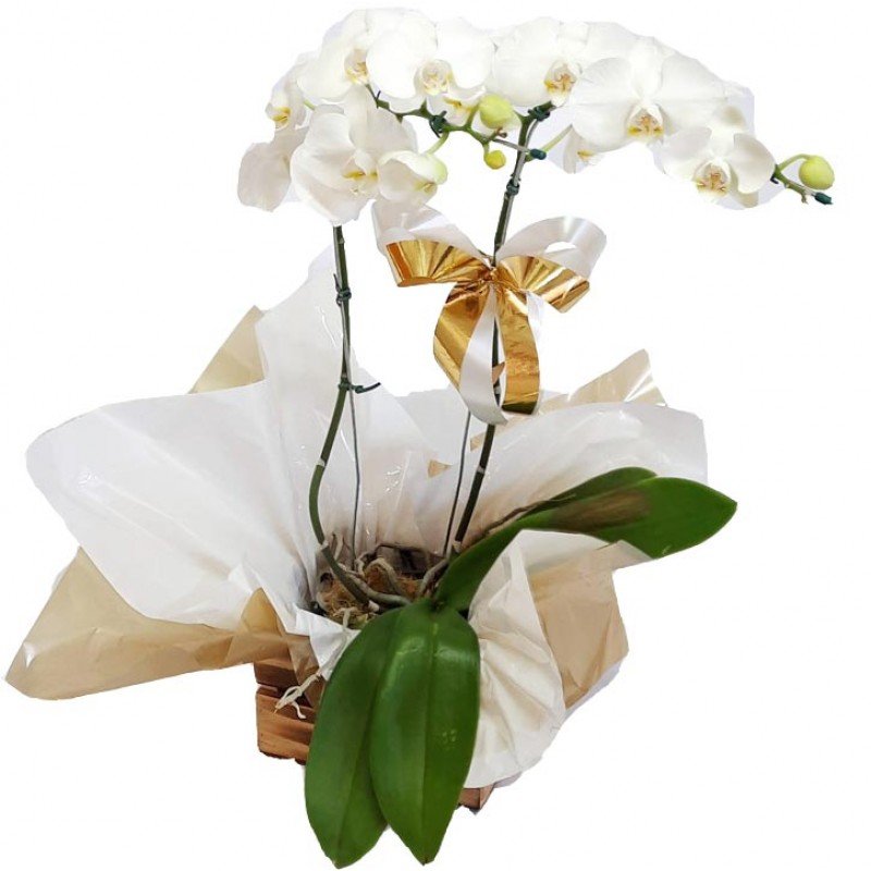 Orquídea Phalaenopsis 2 Hastes Pote 15 "Cor variada"